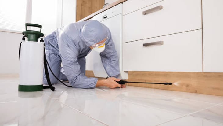 Pest Control Cleaning